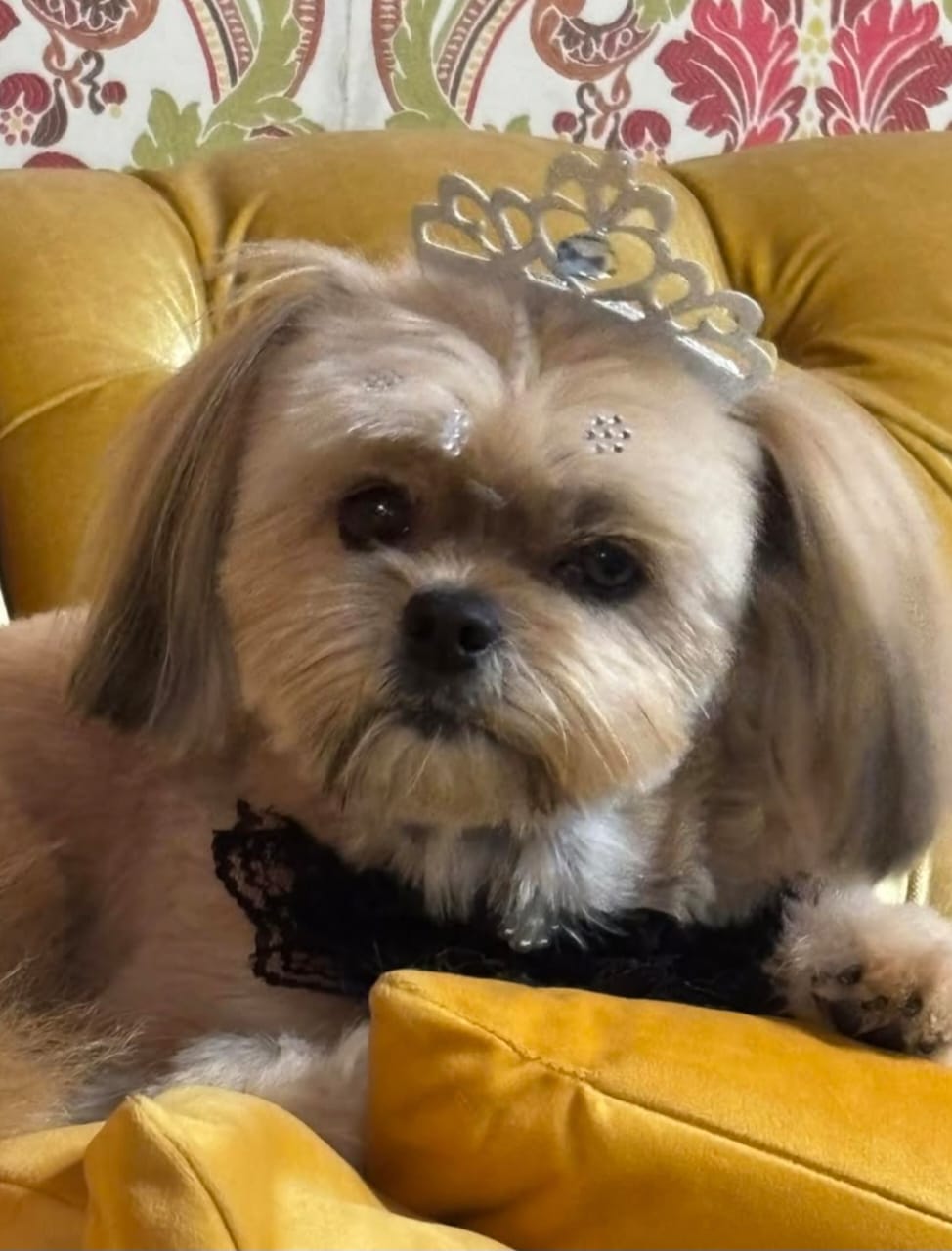 Foto da Dra. Maristela Sant’Anna